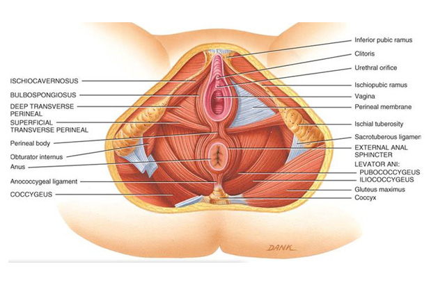 EL SUELO PELVICO EN LA MENOPAUSIA (p.IV)